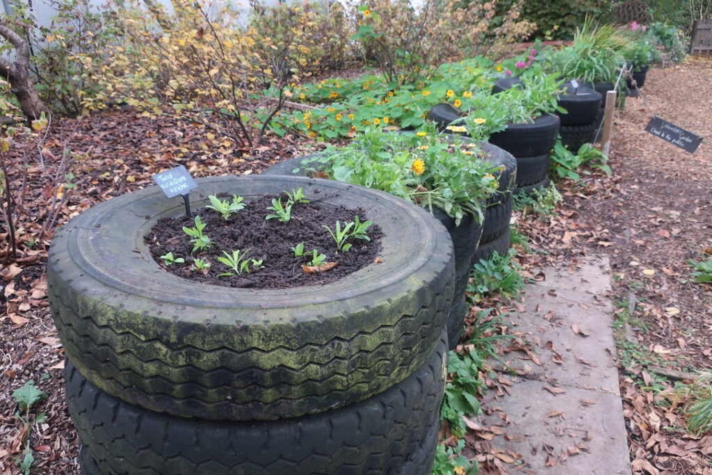 A row of tyres filled with plants