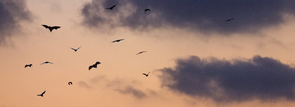 Bats on the wing at sunset with clouds