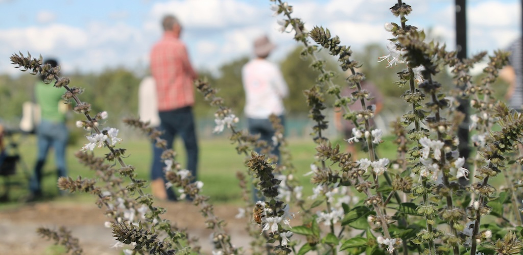 Flowering bush in the foreground, with a group of volunteers out of focus behind.
